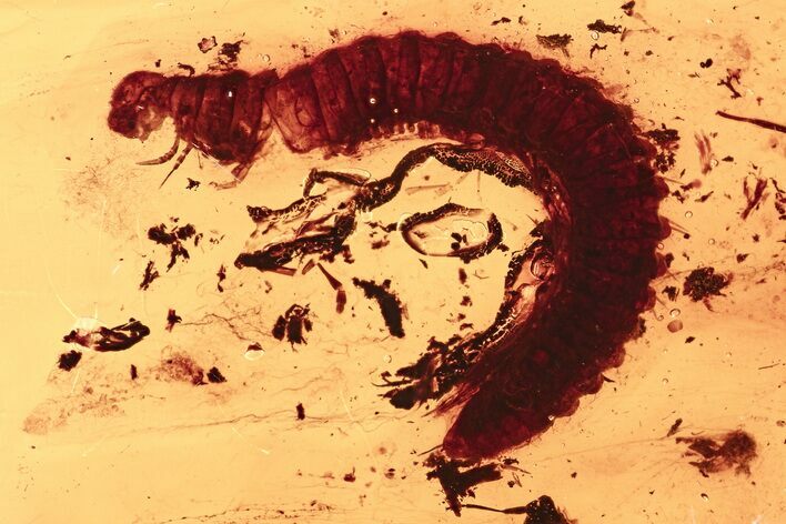 Detailed Fossil Millipede in Baltic Amber #275352